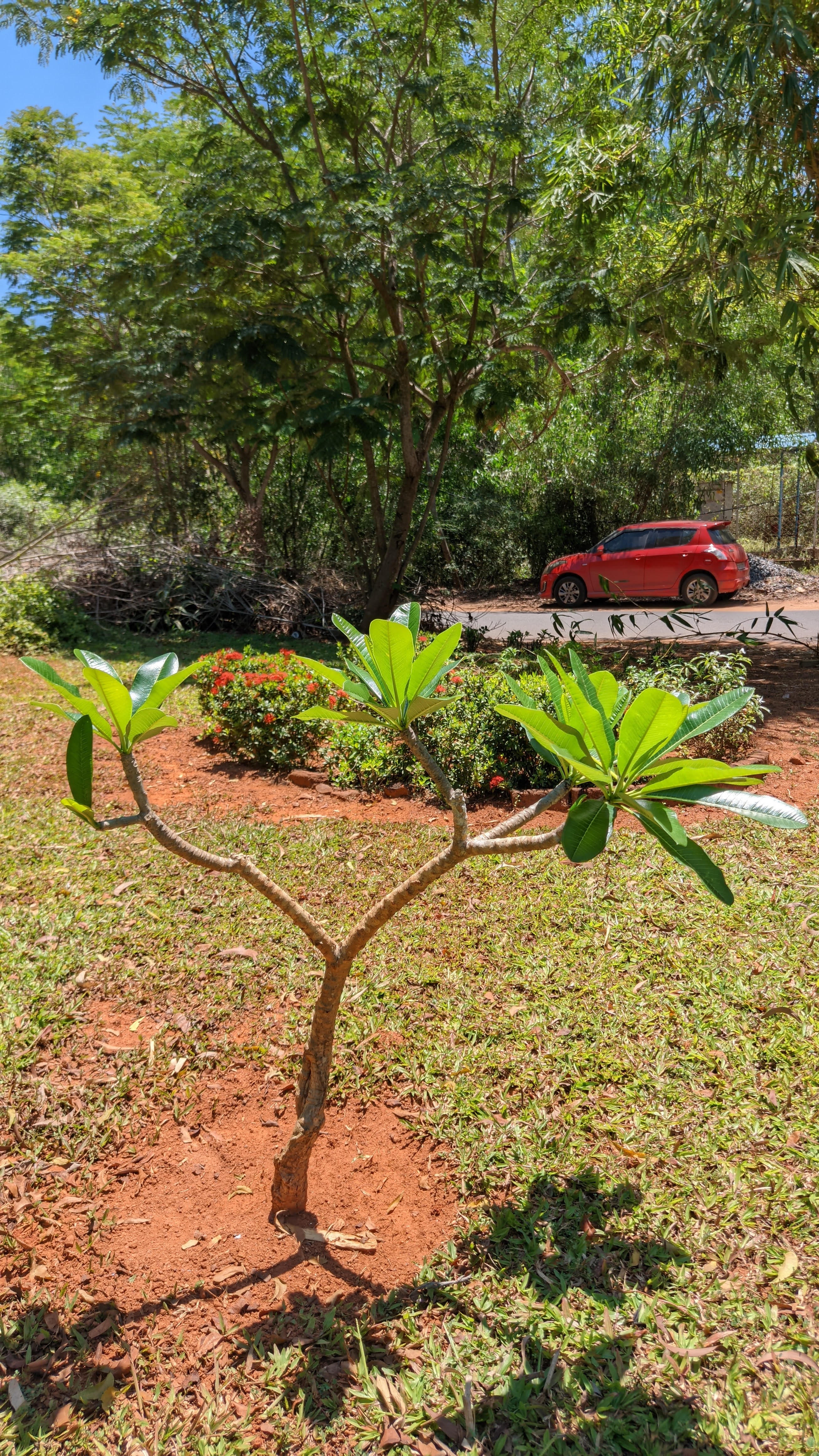 Red Frangipani